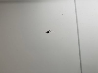 2007 Toyota Tundra LTD