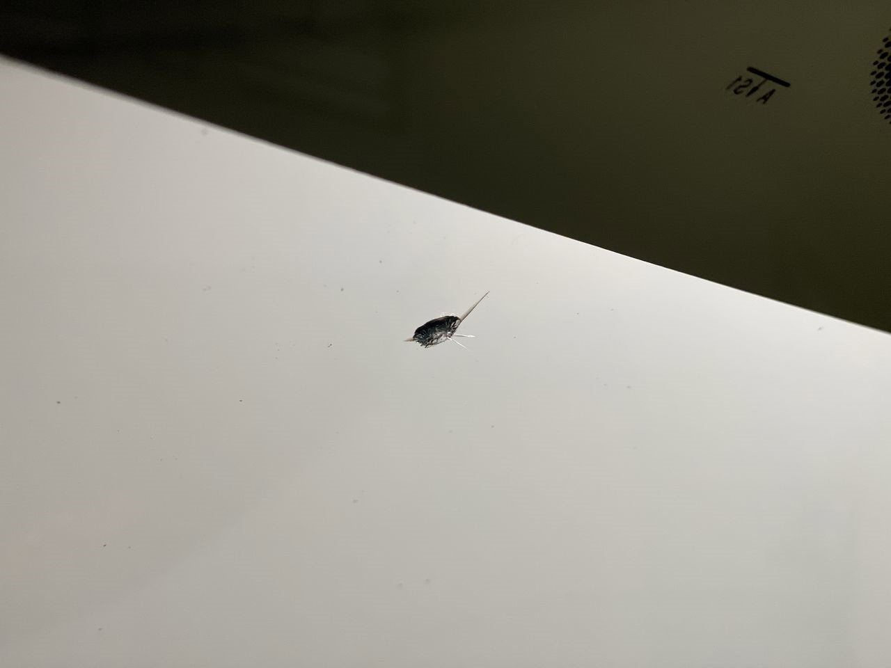 2011 Mazda Mazda3 Mazdaspeed3 Sport